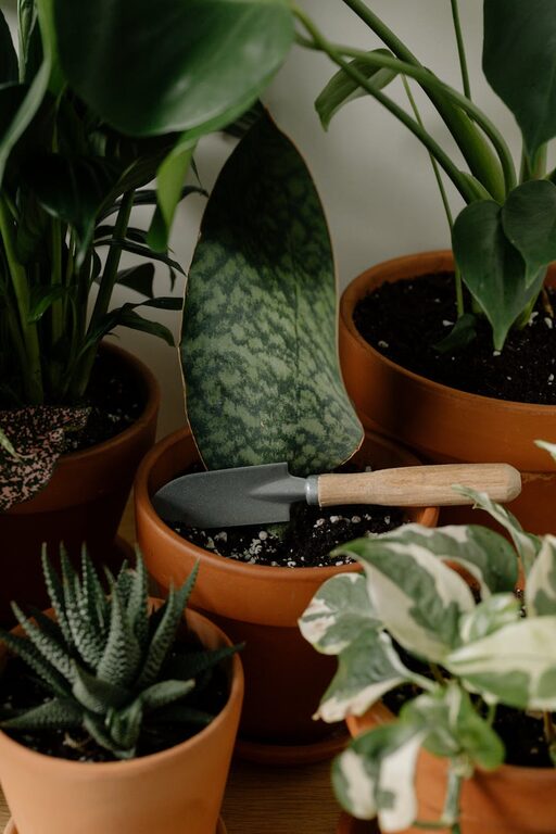 Essential Tips for Keeping Your Houseplants Healthy and Thriving